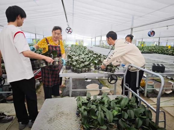 03图为团队队员与蝴蝶兰种植基地员工合作摆放蝴蝶兰。朱轩霆 供图