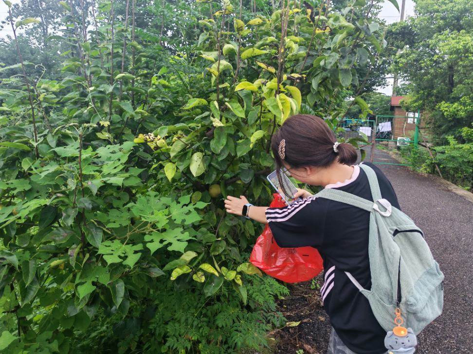 图为团队成员走访果树种植基地。沈巧玉 供图