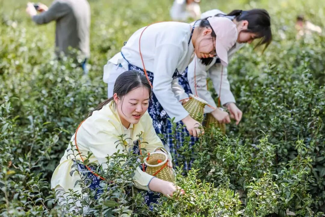图为团队成员采摘茶叶 刘梓仪供图